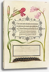 Постер Хофнагель Йорис Imaginary Insect, Carnation, Bluebell, and Saturnid Caterpillar