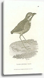 Постер Long-Legged Crow 1
