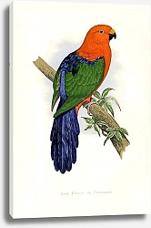 Постер King Parrot, or Parrakeet