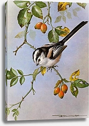 Постер British Birds - Longtailed Tit