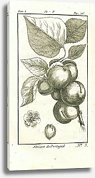 Постер Abricot de Portugal 1