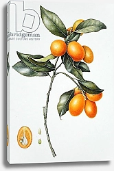 Постер Эден Маргарет (совр) Kumquat, 1996