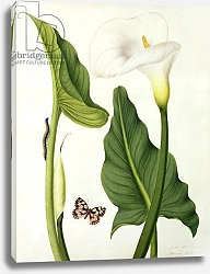 Постер Коньерс Джон (бот) Calla Aethiopica with Butterfly and Caterpillar