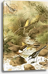 Постер Смит Джозеф (акв) Dipper, Pied Wagtail and Yellow Wagtail