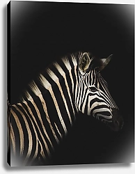 Постер Профиль зебры на черном фоне