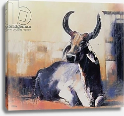 Постер Адлингтон Марк (совр) Sacred Cow, Bhuj, 1996