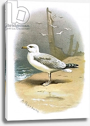 Постер Школа: Английская 20в. Herring Gull 3