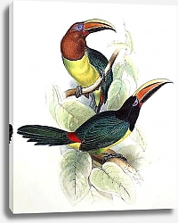 Постер Green Aracari,Pteroglossus Viridis