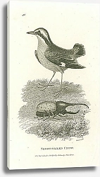 Постер Short-Tailed Crow 1