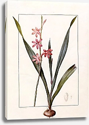 Постер Редюти Пьер Gladiolus merianus