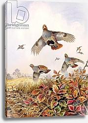 Постер Даннер Карл (совр) Flushed Partridges