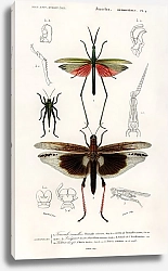 Постер Различные типы насекомых