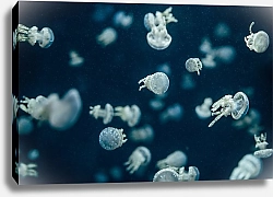 Постер Стая маленьких медуз
