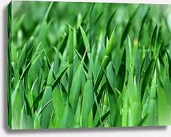 Постер Зеленая летняя трава
