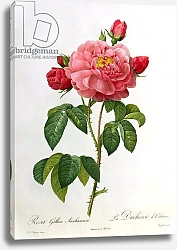 Постер Редюти Пьер Rosa Gallica Aurelianensis, engraved by Eustache Hyacinthe Langlois