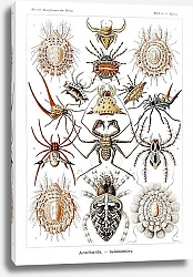Постер Arachnida–Spinnentiere