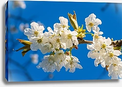 Постер Ветка белых цветов на фоне синего неба