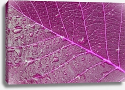 Постер Фиолетовый лист в каплях росы
