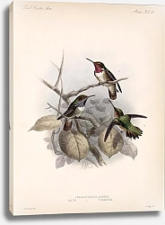 Постер Птицы J. G. Keulemans №59