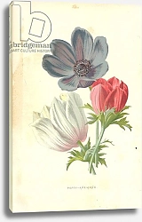 Постер Хулм Фредерик (бот) Poppy-Anemone