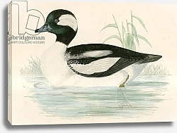 Постер Моррис (акв, птицы) Buffel headed duck