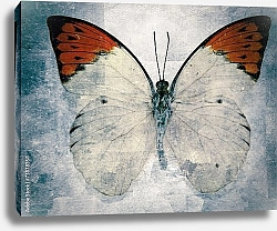 Постер Бабочка с красными кончиками крыльев
