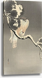 Постер Косон Охара Hawk with sparrow
