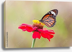 Постер Бабочка монарх на ярко-красном цветке