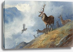 Постер Red deer watching a golden eagle hunt