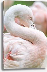 Постер Бледно-розовый фламинго