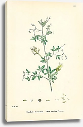 Постер Corydalis claviculata. White climbing Fumitory 1