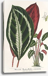 Постер Лемер Шарль Phrynium Van-den-Heckei