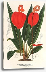 Постер Лемер Шарль Anthurium Scherzerianum
