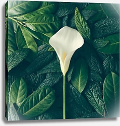 Постер Композиция из зеленых листьев и белого цветка