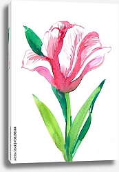 Постер Розовый цветок тюльпана на белом фоне