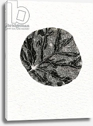 Постер Ларсон Белла (совр) Leaf, 2014