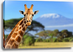 Постер Жираф на фоне Килиманджаро