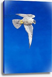 Постер Хейворд Тим (совр) Peregrine Falcon 6