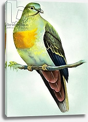 Постер Иллос Берт Large Green Pigeon