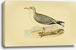 Постер Heuglin's Herring Gull