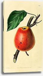 Постер Яблоко жемчуг Адамса
