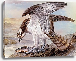 Постер British Birds - Osprey