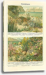 Постер Strandpflanzen 1