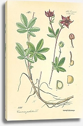 Постер Rosaceae, Potentilleae, Comarum palustre