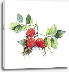 Постер Ветка шиповника с тремя красными ягодами и зелеными листьями