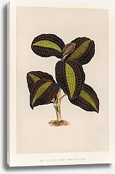 Постер Золото-жильный росток анектохили из книги Жемчужины природы и искусства (1870)