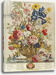 Постер Кастилс Питер June, from 'Twelve Months of Flowers' by Robert Furber engraved by Henry Fletcher