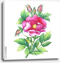Постер Веточка цветущей дикой розы с бутонами