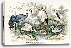 Постер Обыкновенный журавль, Белый аист, Гигантский журавль, Обыкновенная цапля и Маленькая цапля