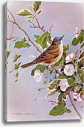 Постер British Birds - Whitethroat